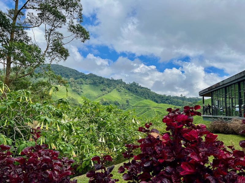 BOH Tea plantation