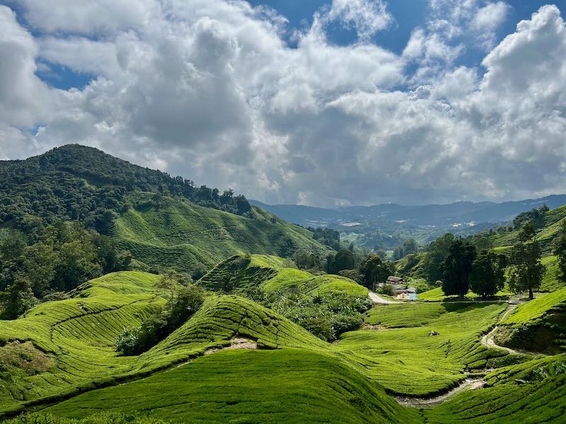 Cameron Highland tea plantation